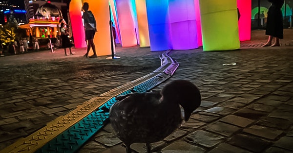 A duck preening itself at night in front of a rainbow coloured inflatable installation at Fed Square