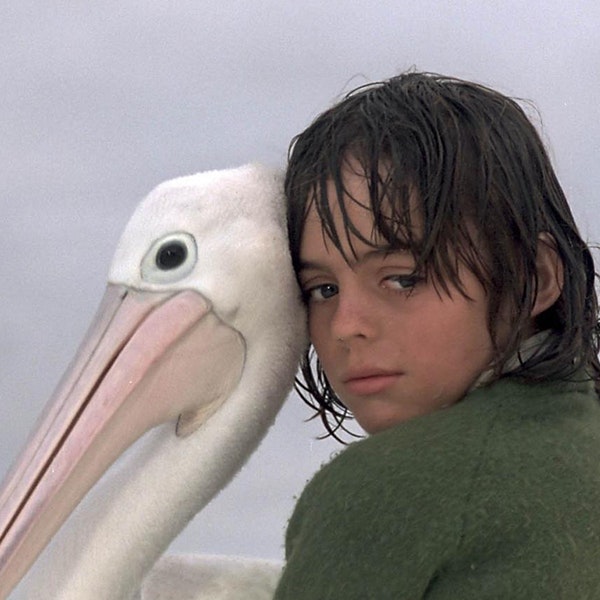 A young boy wearing a green shirt is hugging a pelican in the movie Storm Boy
