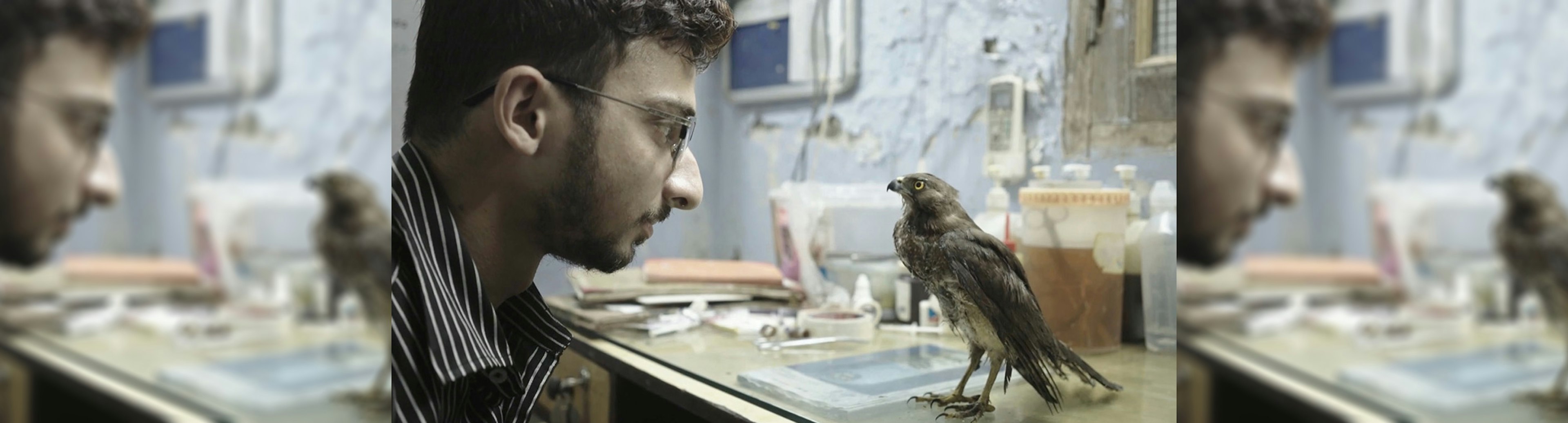 A still from the documentary All That Breathes of a man looking into the face of a taxidermy falcon