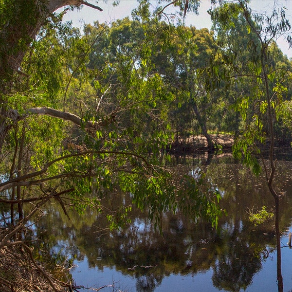 A wide shot of the Birrarung (Yarra River) surrounded by gum trees