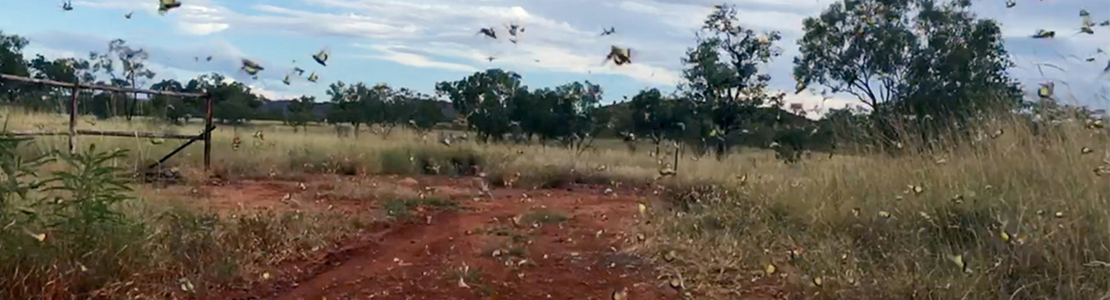 A photo in country Australia of locusts flying through the frame