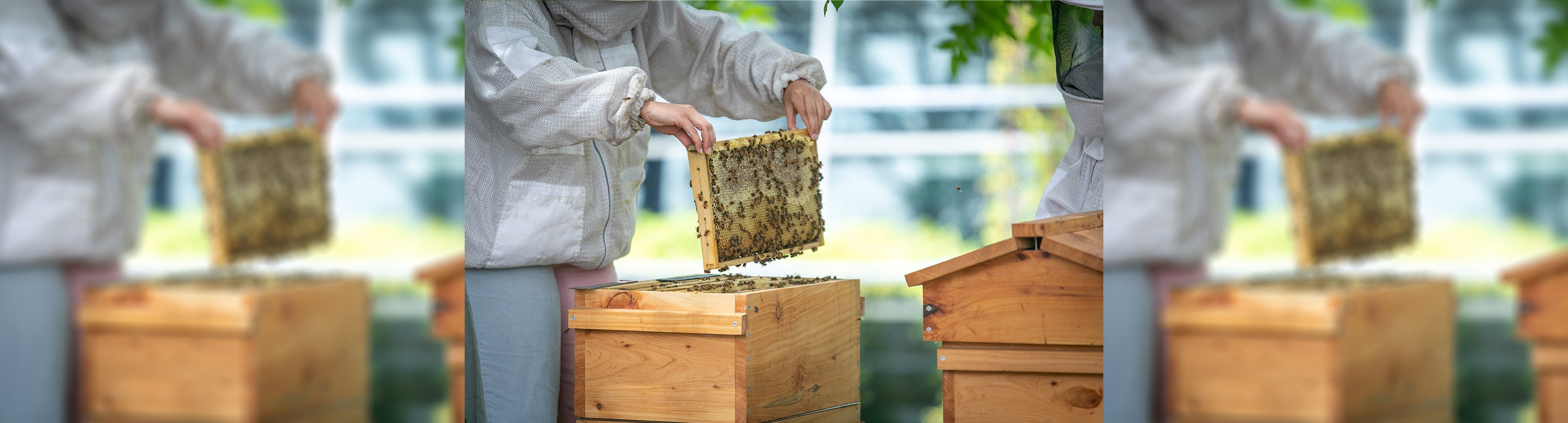 A person in a beekeepers suit is holding a frame from a high which has lots of bees on it