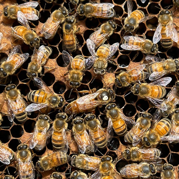 A close up of honey bees in a hive