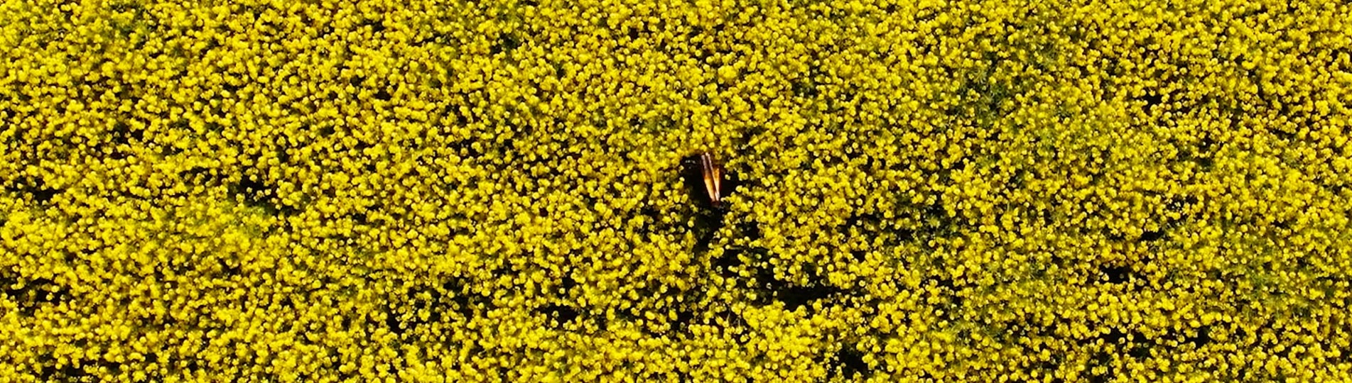 A top down photo of a harpist in the middle of a field of canola flowers