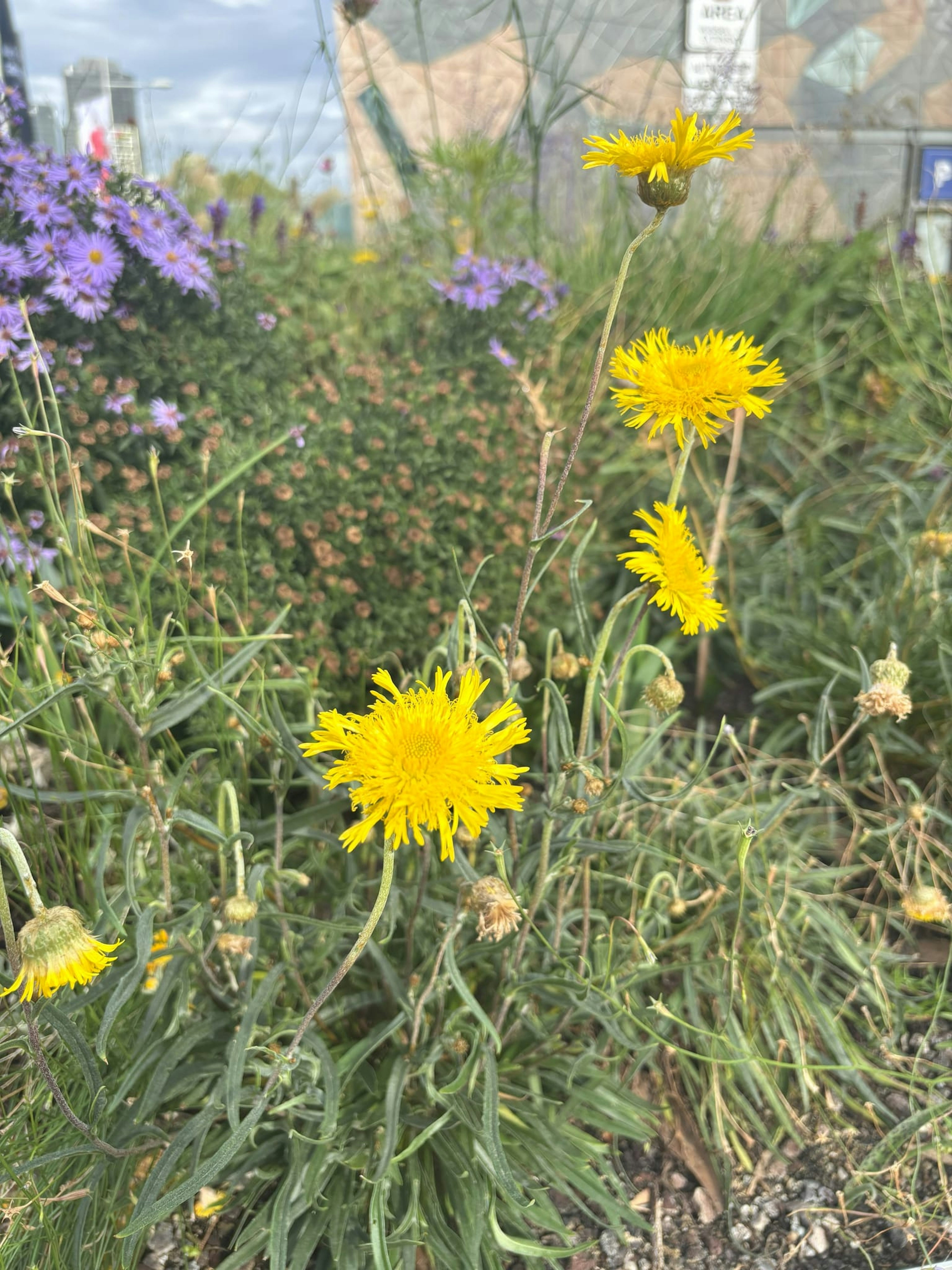 Yellow flowers grow wild in the Test Garden.