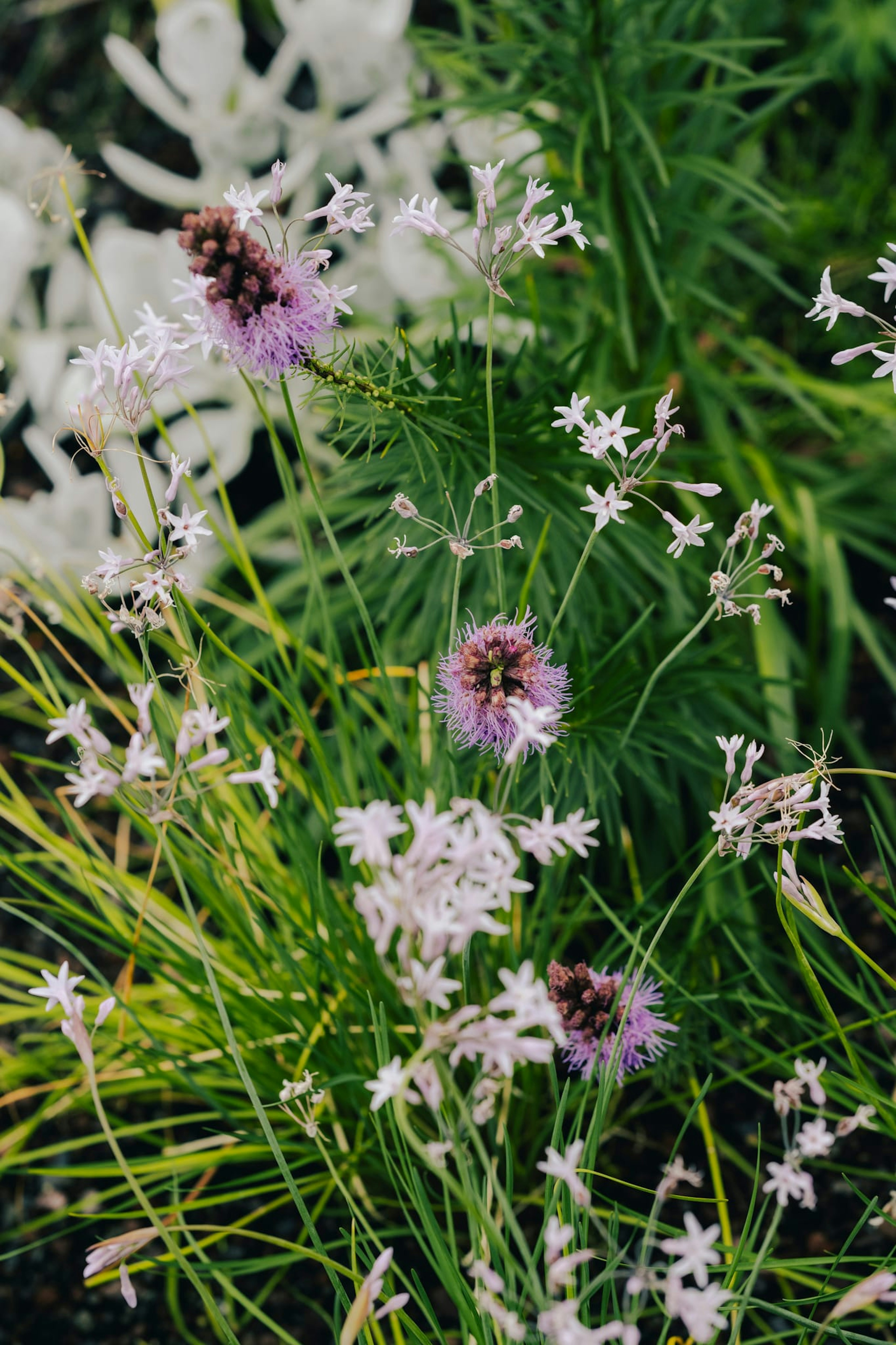 Fluffy purple flowers grow in the Test Garden.